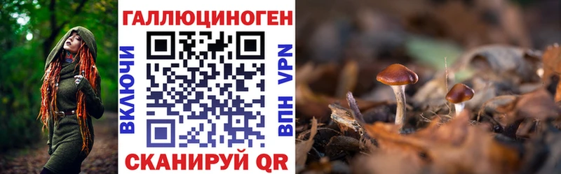 Галлюциногенные грибы Psilocybe  где можно купить наркотик  Межгорье 